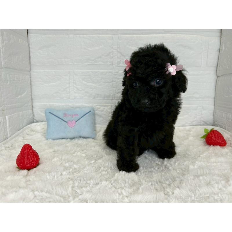 販売中の茨城県のトイプードル-445858の10枚目