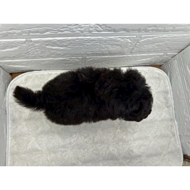 販売中の茨城県のトイプードル-445858の7枚目