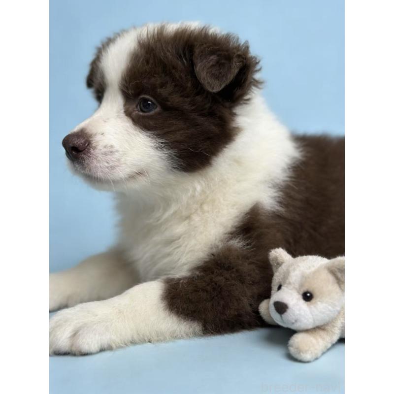 販売中の茨城県のボーダーコリー-445859の4枚目