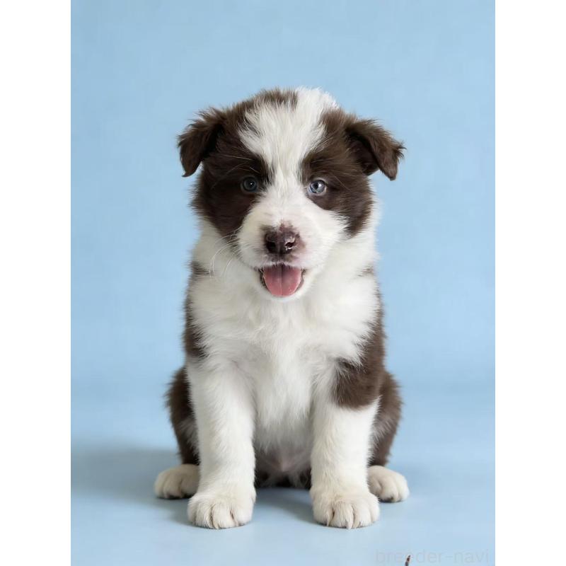 販売中の茨城県のボーダーコリー-445859の1枚目