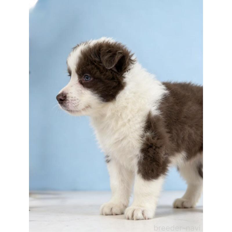 販売中の茨城県のボーダーコリー-445859の2枚目