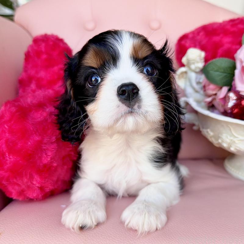 販売中の福岡県のキャバリアキングチャールズスパニエル-439676の35枚目