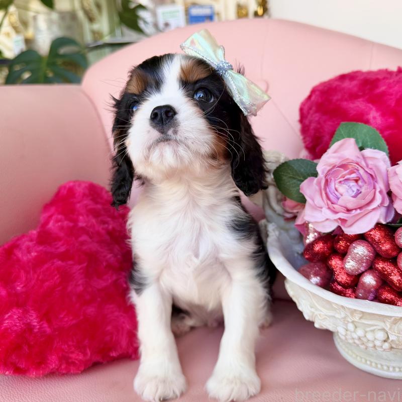 販売中の福岡県のキャバリアキングチャールズスパニエル-439676の34枚目