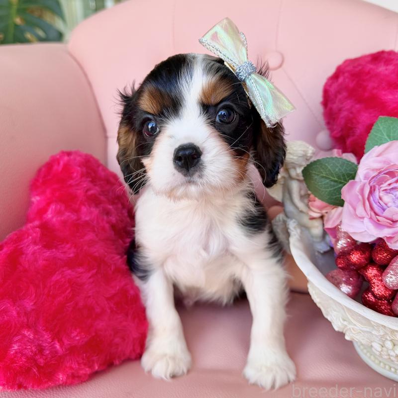 販売中の福岡県のキャバリアキングチャールズスパニエル-439676の32枚目