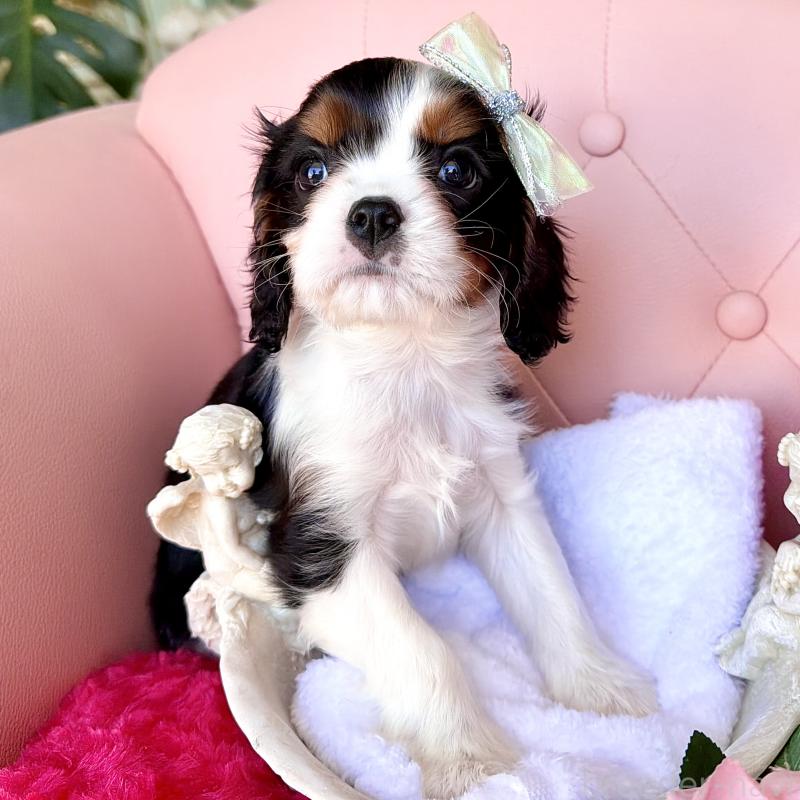 販売中の福岡県のキャバリアキングチャールズスパニエル-439676の31枚目