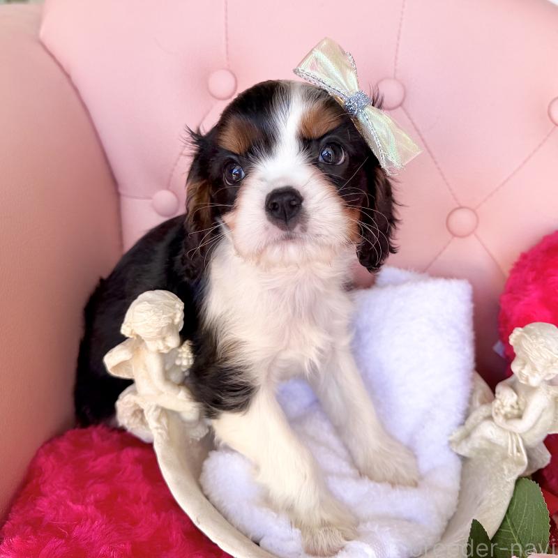 販売中の福岡県のキャバリアキングチャールズスパニエル-439676の30枚目