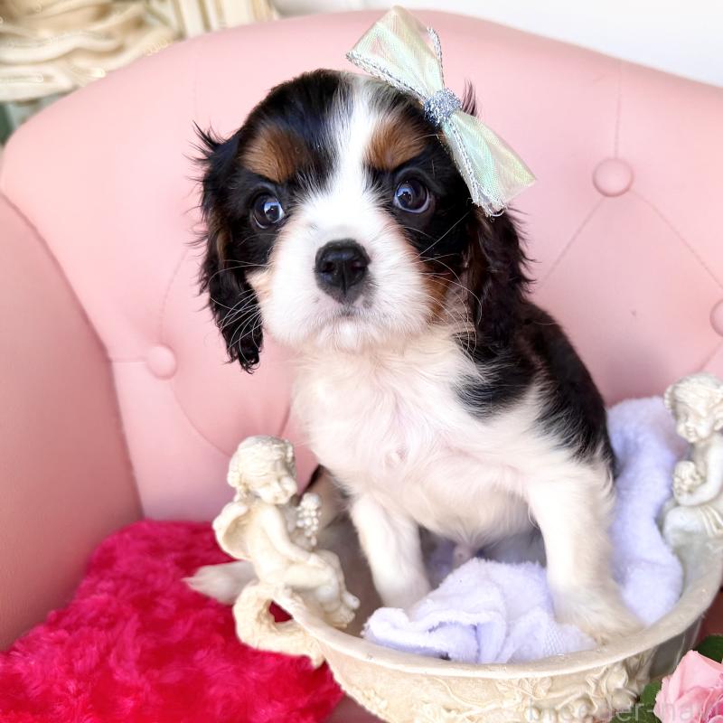 販売中の福岡県のキャバリアキングチャールズスパニエル-439676の29枚目