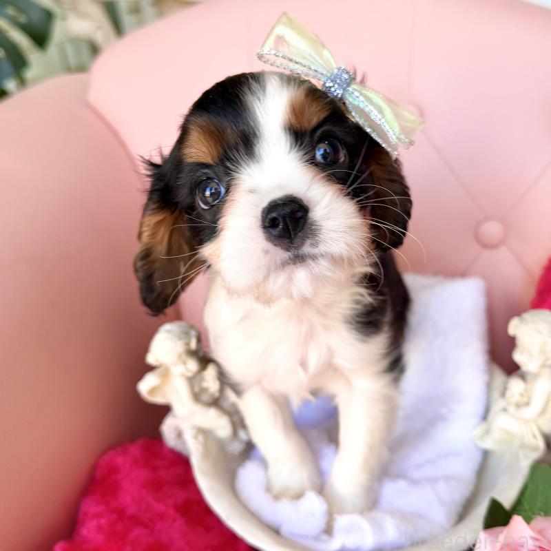 販売中の福岡県のキャバリアキングチャールズスパニエル-439676の27枚目