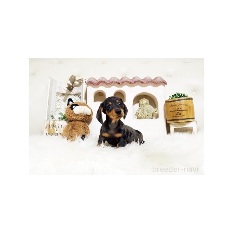 販売中の佐賀県のミニチュアダックスフンド(スムースヘアード)-445860の4枚目