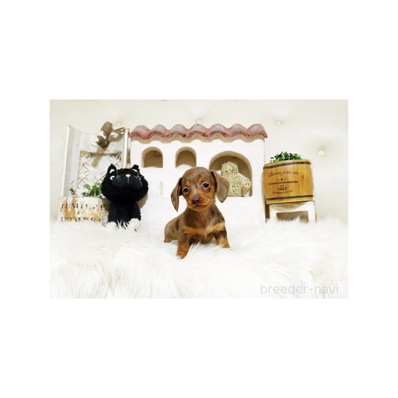 販売中の佐賀県のミニチュアダックスフンド(スムースヘアード)-445861の5枚目