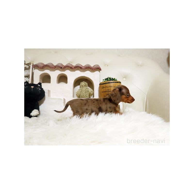 販売中の佐賀県のミニチュアダックスフンド(スムースヘアード)-445861の3枚目