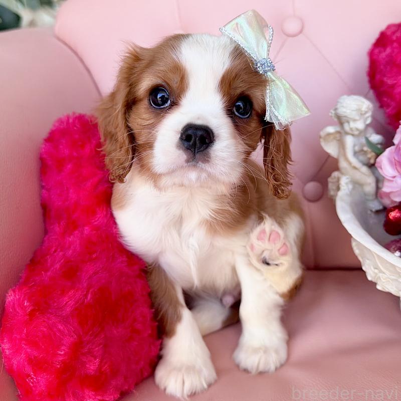 成約済の福岡県のキャバリアキングチャールズスパニエル-439695の27枚目