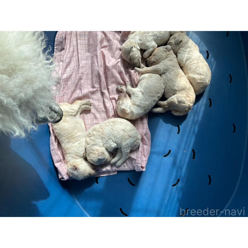 販売中の千葉県のスタンダードプードル-445862の2枚目