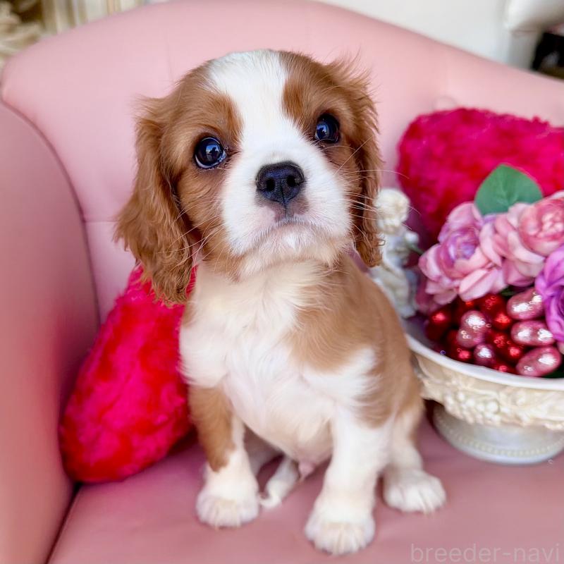 成約済の福岡県のキャバリアキングチャールズスパニエル-439695の26枚目