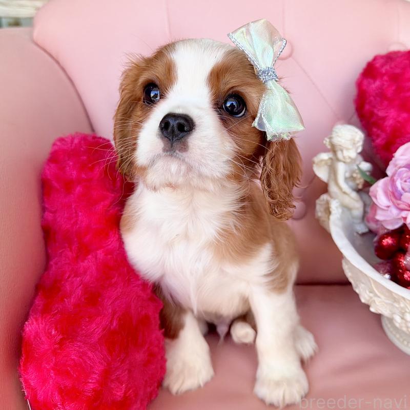 成約済の福岡県のキャバリアキングチャールズスパニエル-439695の25枚目