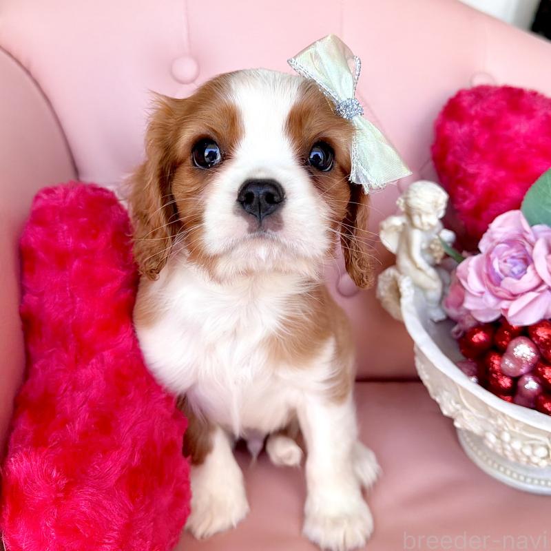 成約済の福岡県のキャバリアキングチャールズスパニエル-439695の24枚目