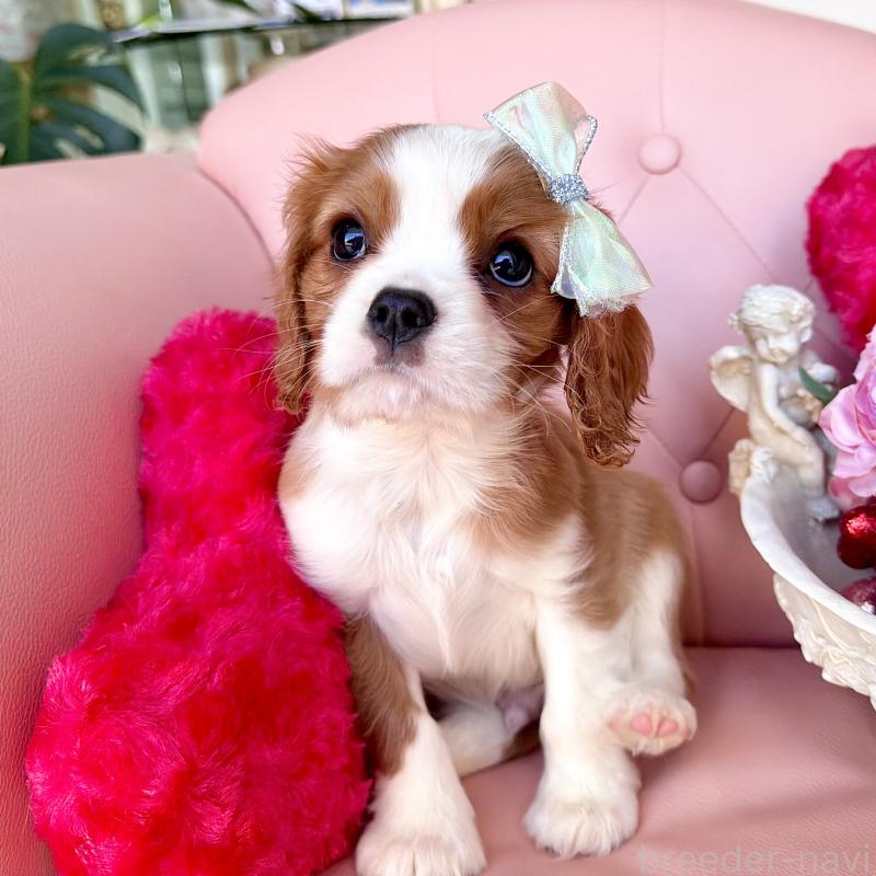 成約済の福岡県のキャバリアキングチャールズスパニエル-439695の23枚目