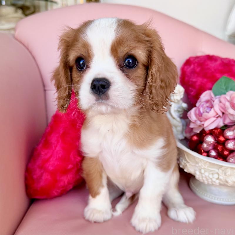 成約済の福岡県のキャバリアキングチャールズスパニエル-439695の22枚目