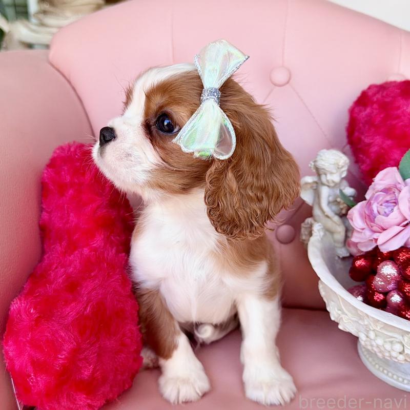 成約済の福岡県のキャバリアキングチャールズスパニエル-439695の21枚目