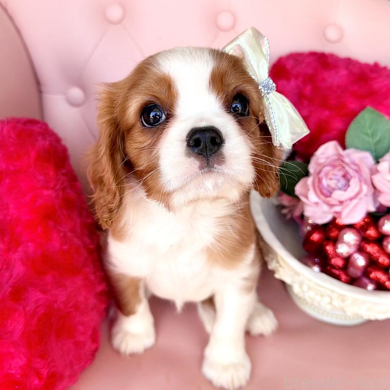 成約済の福岡県のキャバリアキングチャールズスパニエル-439695の20枚目