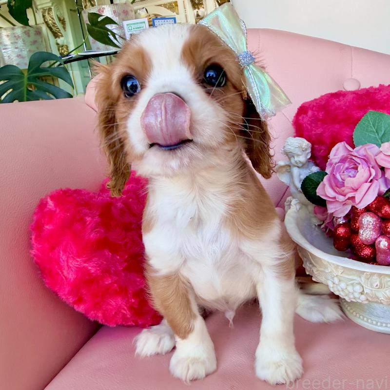 成約済の福岡県のキャバリアキングチャールズスパニエル-439695の19枚目