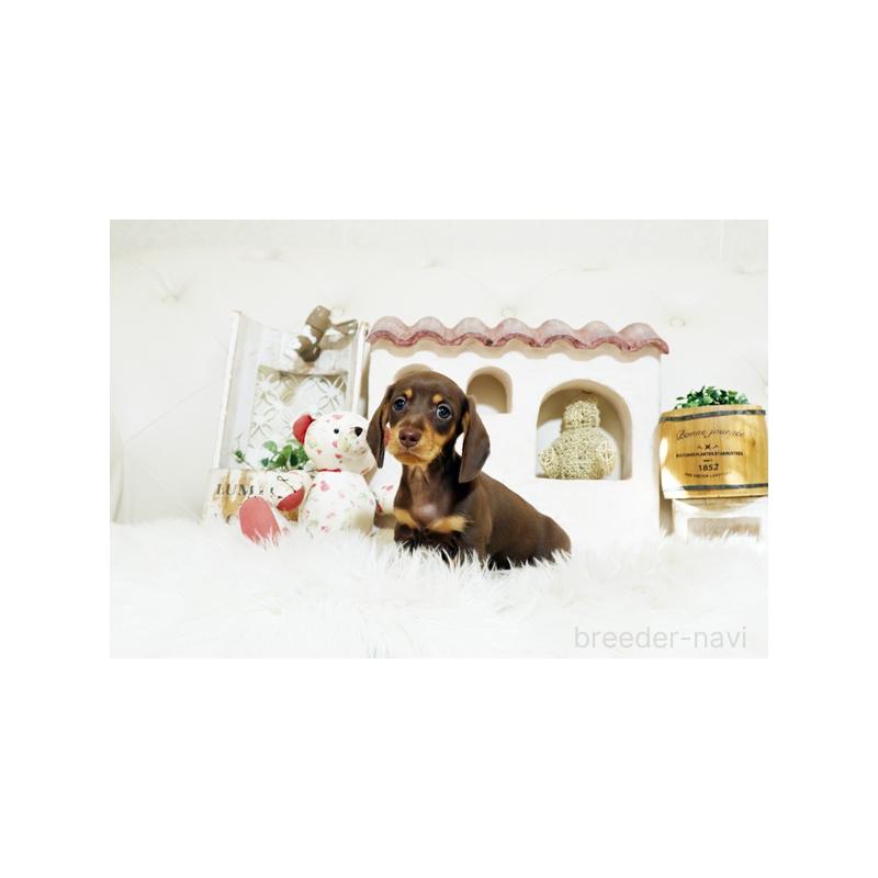 販売中の佐賀県のミニチュアダックスフンド(スムースヘアード)-445863の5枚目