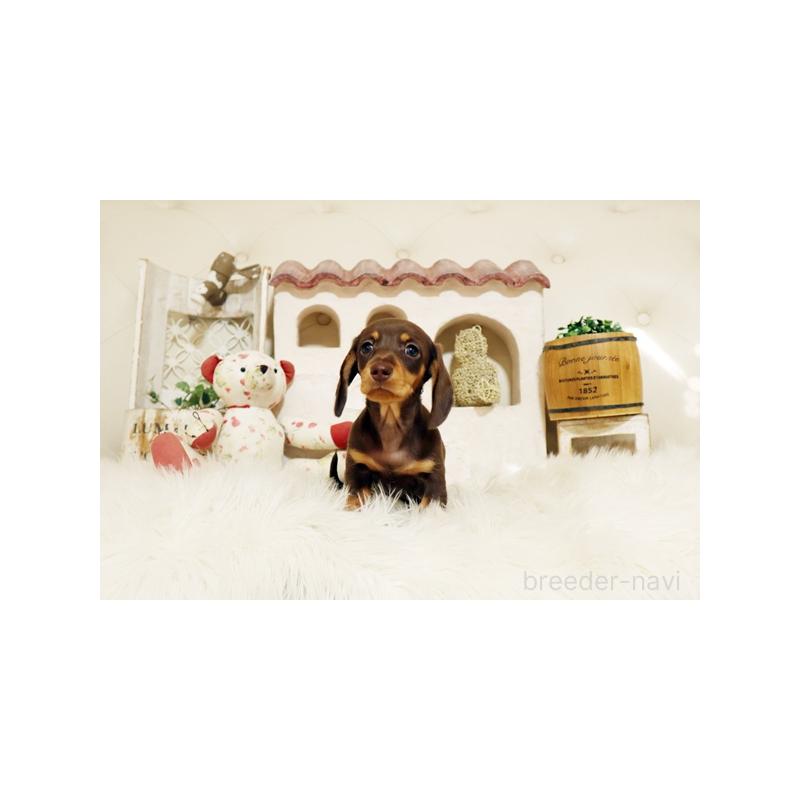 販売中の佐賀県のミニチュアダックスフンド(スムースヘアード)-445863の4枚目