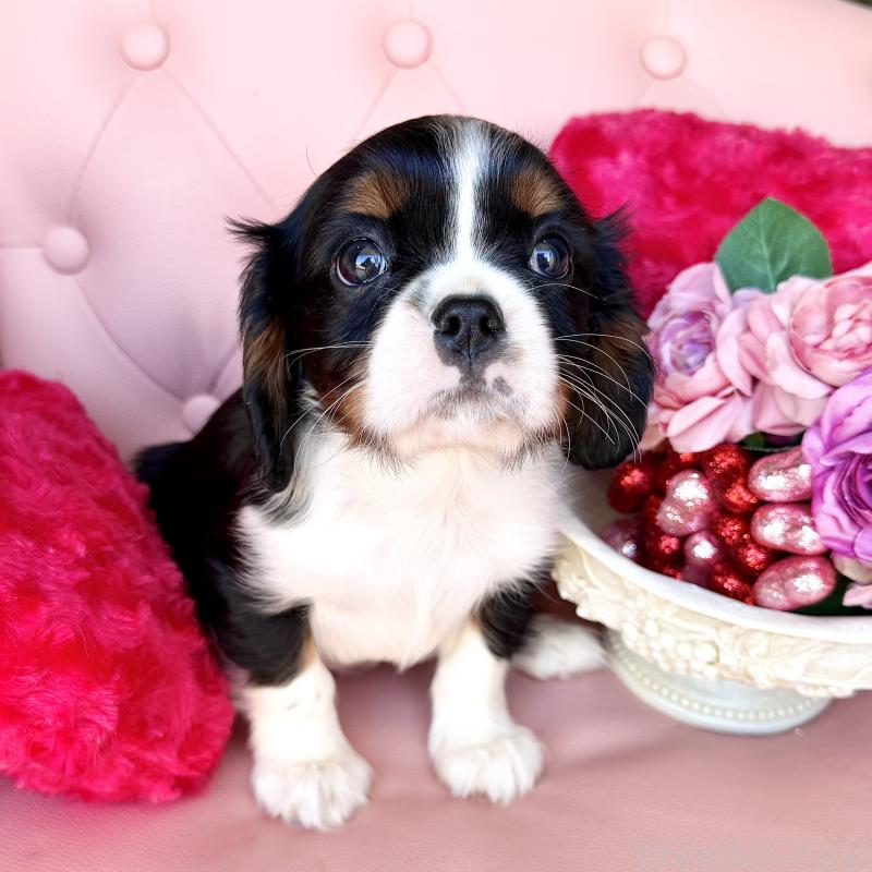 販売中の福岡県のキャバリアキングチャールズスパニエル-439702の37枚目