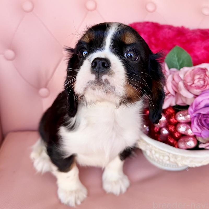 販売中の福岡県のキャバリアキングチャールズスパニエル-439702の36枚目