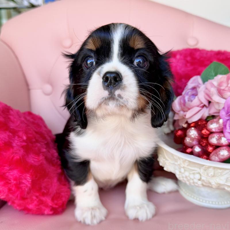 販売中の福岡県のキャバリアキングチャールズスパニエル-439702の35枚目