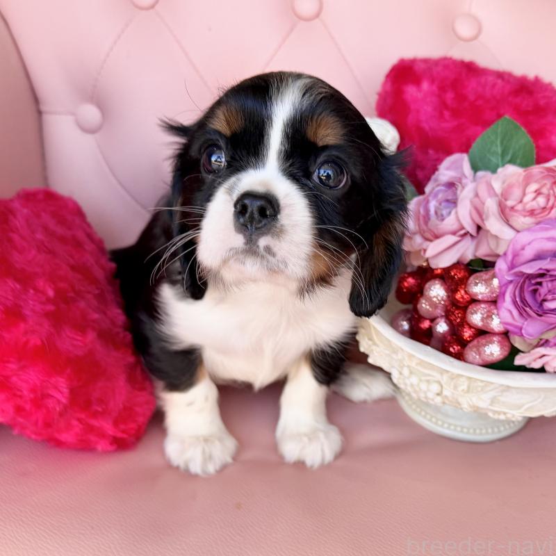 販売中の福岡県のキャバリアキングチャールズスパニエル-439702の34枚目