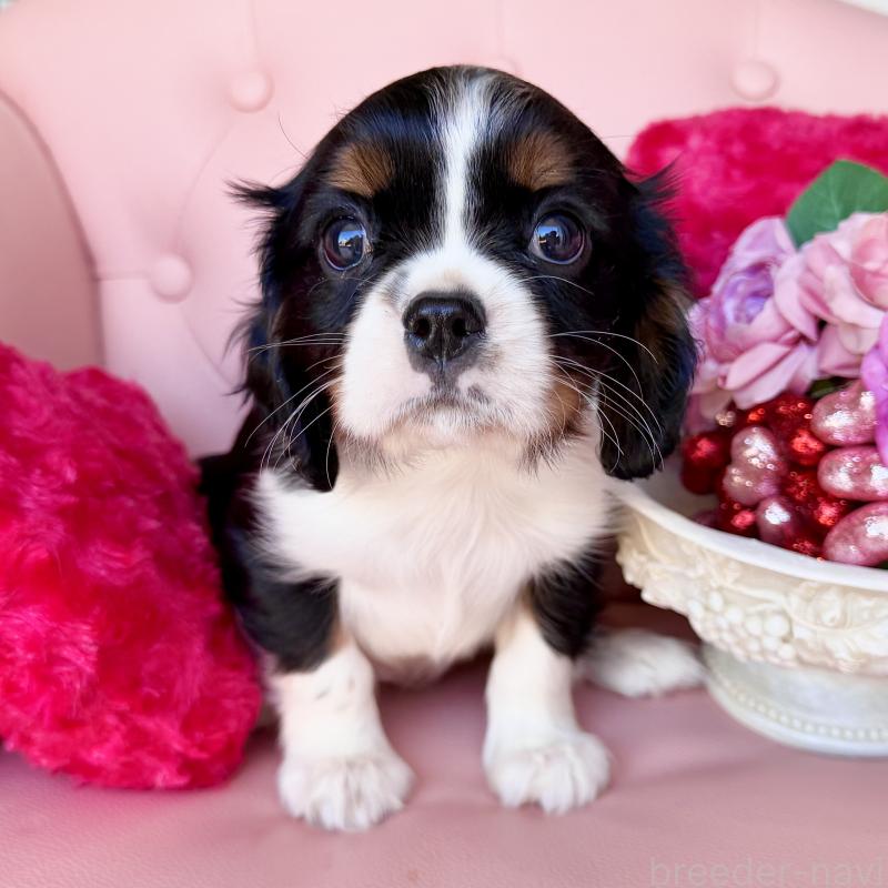 販売中の福岡県のキャバリアキングチャールズスパニエル-439702の33枚目