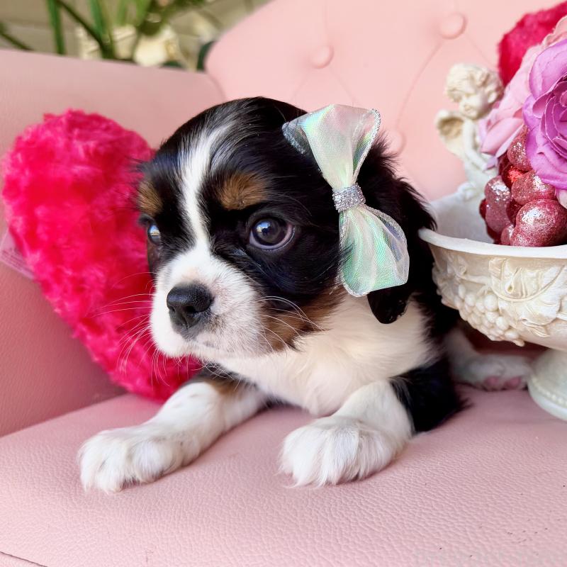 販売中の福岡県のキャバリアキングチャールズスパニエル-439702の31枚目