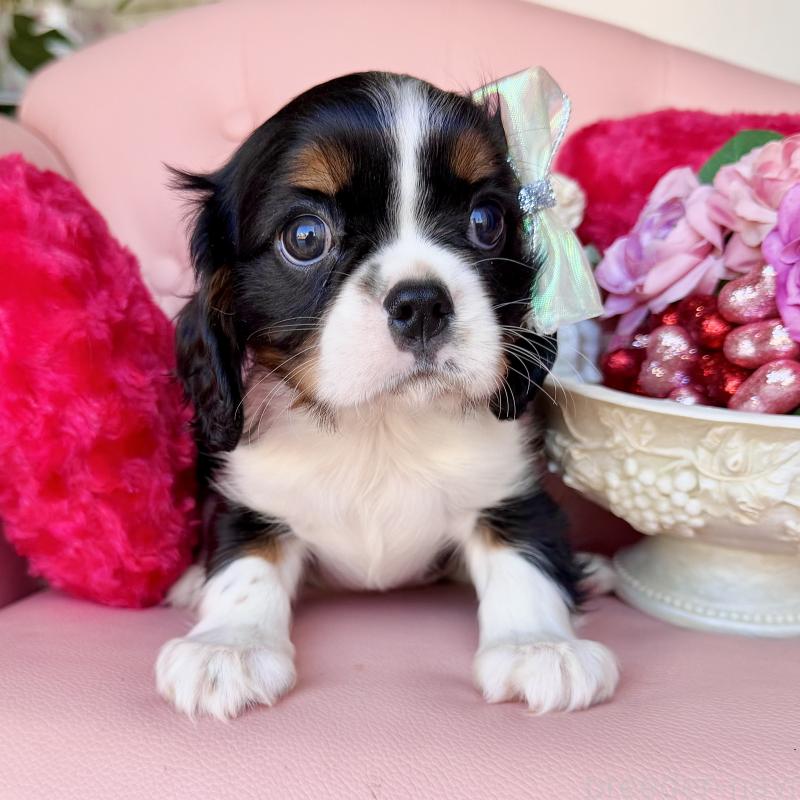 販売中の福岡県のキャバリアキングチャールズスパニエル-439702の30枚目