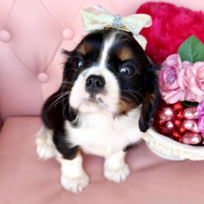 販売中の福岡県のキャバリアキングチャールズスパニエル-439702の29枚目