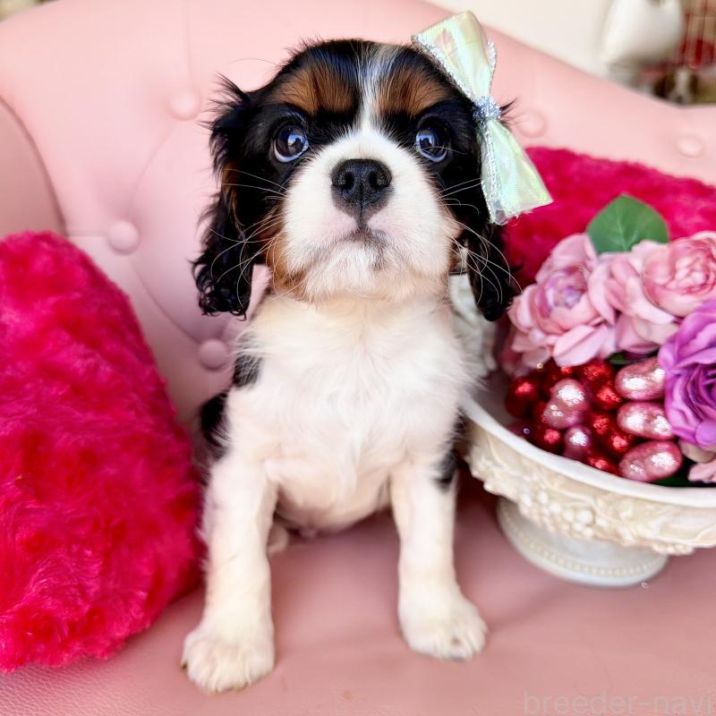 成約済の福岡県のキャバリアキングチャールズスパニエル-439706の17枚目