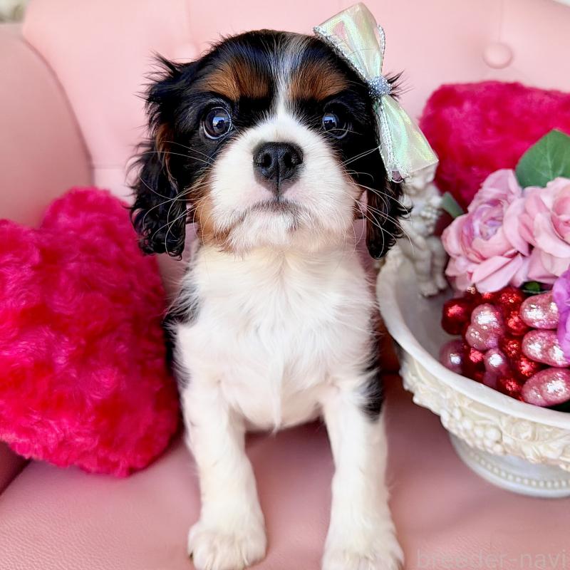 成約済の福岡県のキャバリアキングチャールズスパニエル-439706の15枚目