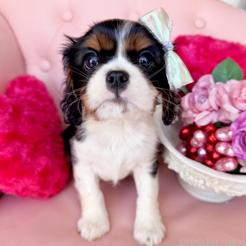 成約済の福岡県のキャバリアキングチャールズスパニエル-439706の14枚目