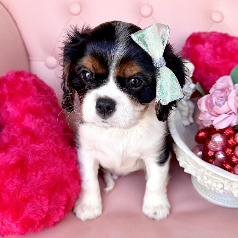 成約済の福岡県のキャバリアキングチャールズスパニエル-439706の13枚目