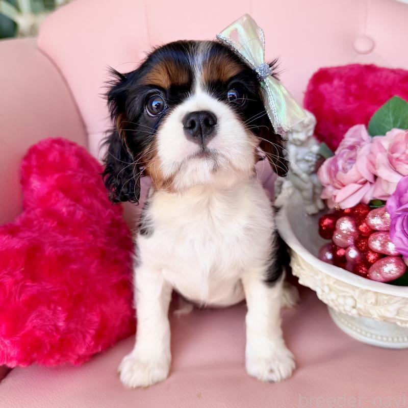 成約済の福岡県のキャバリアキングチャールズスパニエル-439706の12枚目