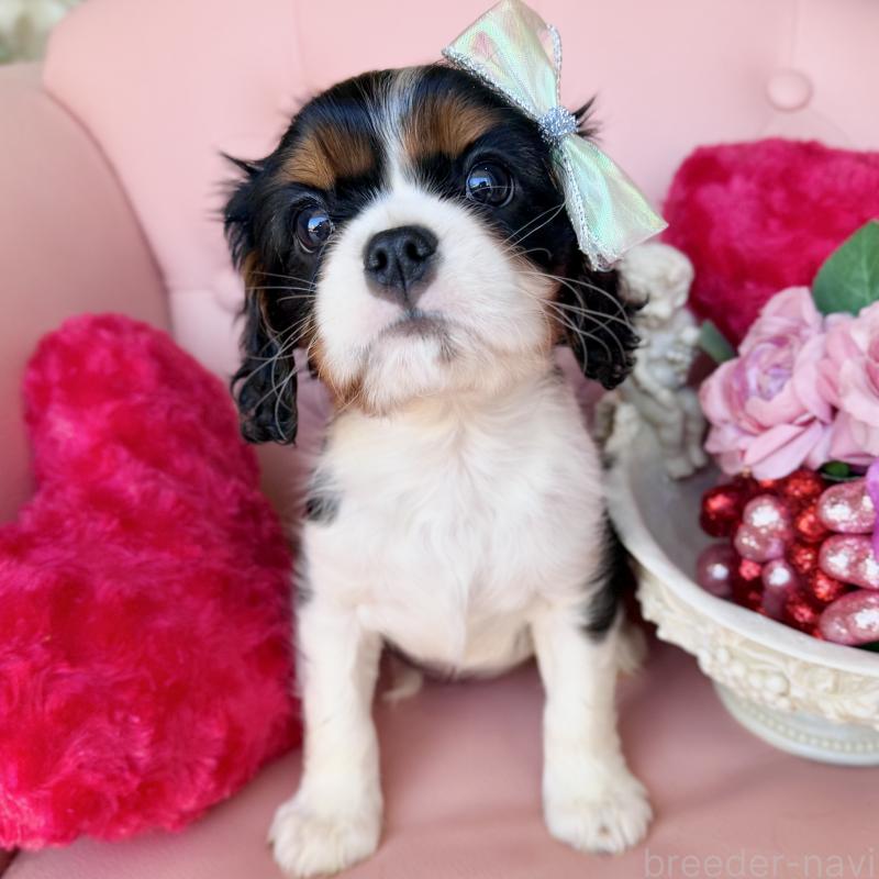 成約済の福岡県のキャバリアキングチャールズスパニエル-439706の11枚目