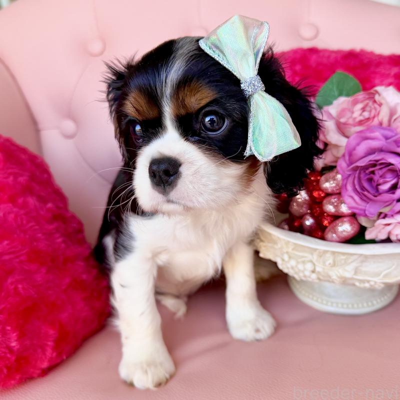 成約済の福岡県のキャバリアキングチャールズスパニエル-439706の10枚目