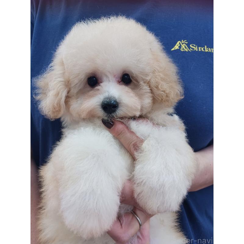 販売中の静岡県のタイニープードル-439549の2枚目