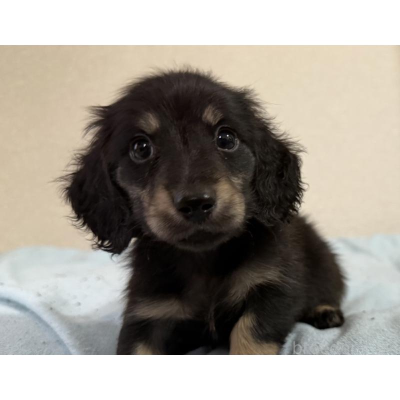 販売中の静岡県のミニチュアダックスフンド(ロングヘアード)-445866の2枚目