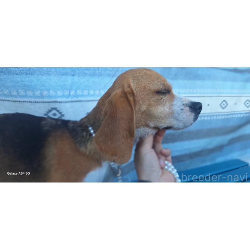 販売中の鹿児島県のビーグル-445868の8枚目