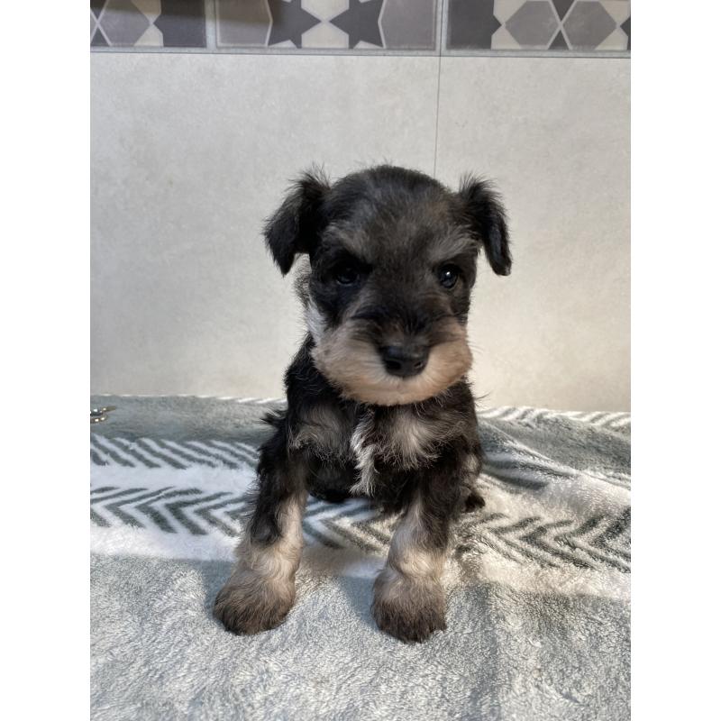 販売中の岡山県のミニチュアシュナウザー-445710の2枚目