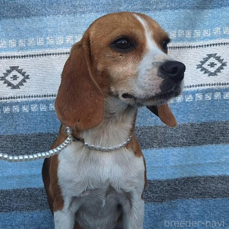 販売中の鹿児島県のビーグル-445868の7枚目