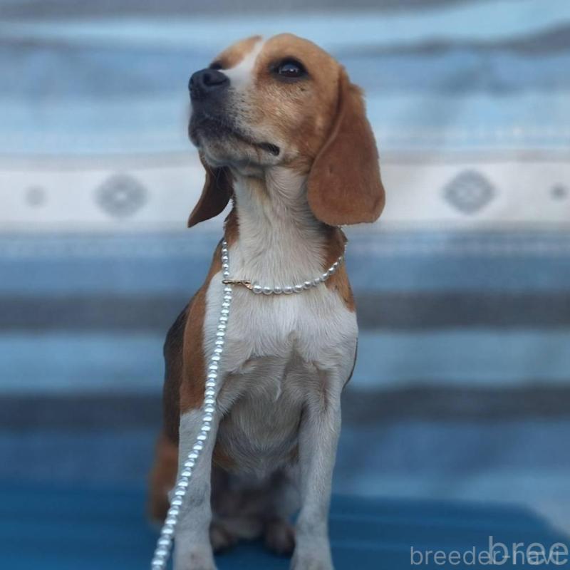 販売中の鹿児島県のビーグル-445868の6枚目