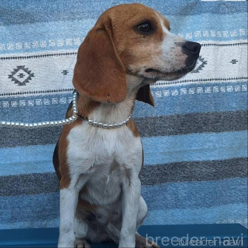 販売中の鹿児島県のビーグル-445868の5枚目