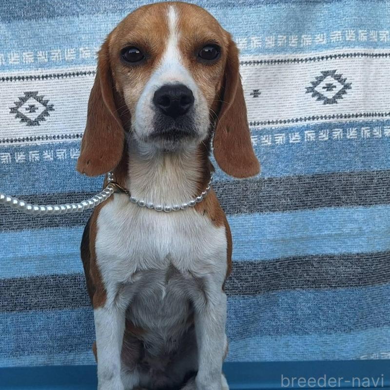 販売中の鹿児島県のビーグル-445868の4枚目